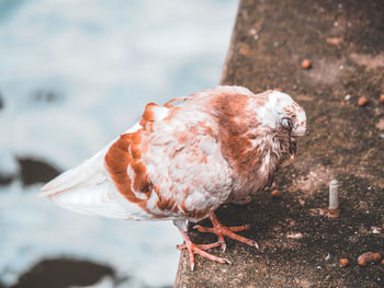 Close-up of seagull perching on a sea