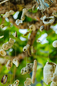 Close-up of berries on plant