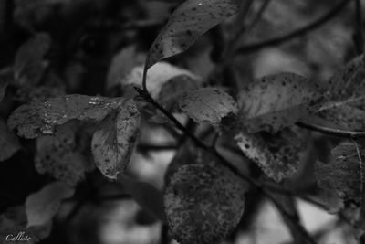 Close-up of fresh leaves on plant