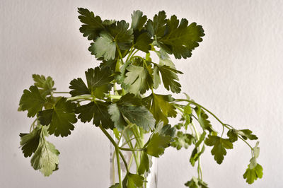 Close-up of white flowering plant against wall