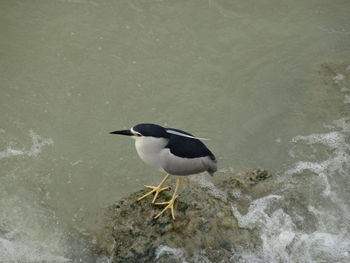 High angle view of bird perching on lake