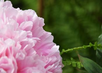 Close-up of pink peony flower