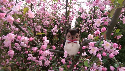 Portrait of cat with pink flowers