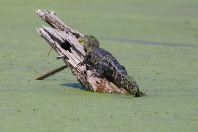 Close-up of lizard on rock in lake