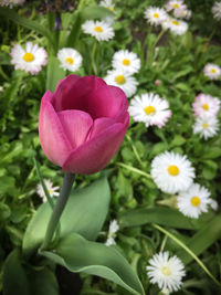 Close-up of crocus blooming outdoors