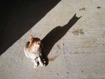 High angle view of cat sitting on shadow