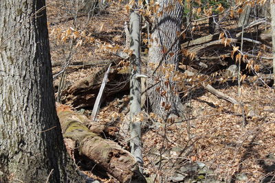 Close-up of tree trunk