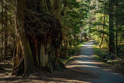 Massive cedar tree trunk with pathway