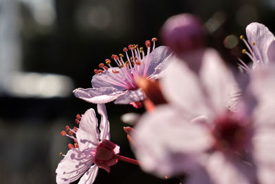 Close-up of pink flower