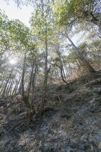 Low angle view of trees in forest against sky