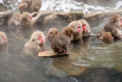 High angle view of monkey swimming in hot spring 