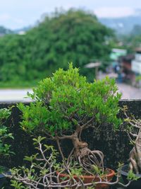 Close-up of plant against trees