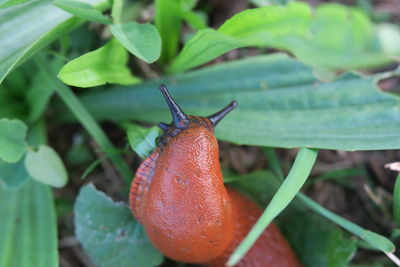 High angle view of slug on plant