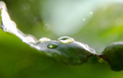 Close-up of water drops on leaf