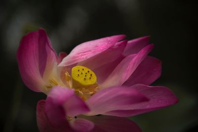 Close-up of pink flower