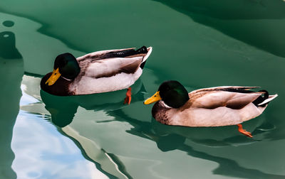 Close-up of duck swimming on lake