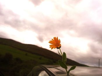 Close-up of yellow flower against sky