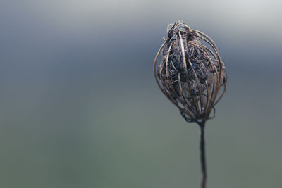 Close-up of wilted flower