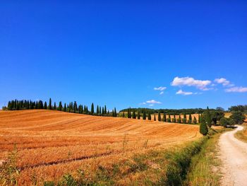Scenic view of field against blue sky