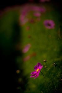 Close-up of pink cosmos flower blooming outdoors