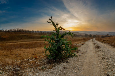 Plants growing on field against sky during sunset