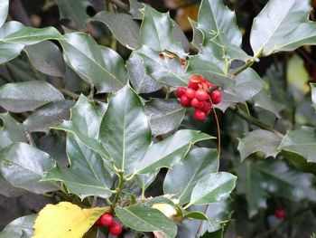 Close-up of red berries growing on tree