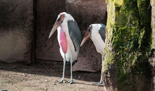 Close-up of bird perching on rock