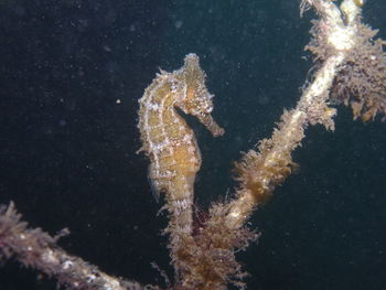 Close-up of seahorse swimming in sea