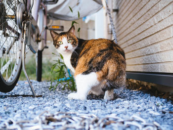 Portrait of cat sitting outdoors