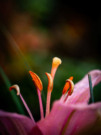 Close-up of pink lily plant