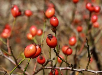 Close-up of red berries growing on tree