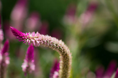 Close-up of fresh purple flower growing in garden