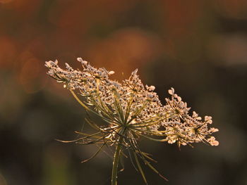 Close-up of wilted plant during winter