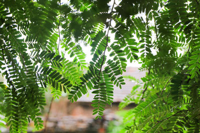 Low angle view of leaves on tree