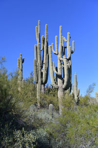 Low angle view of trees against clear blue sky