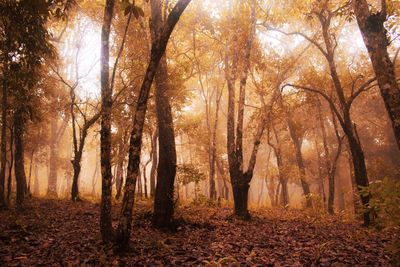 Trees in forest