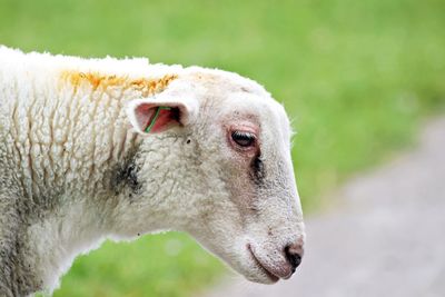 Close-up of a sheep