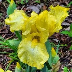 Close-up of wet yellow flower blooming outdoors