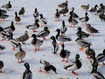 High angle view of birds in lake