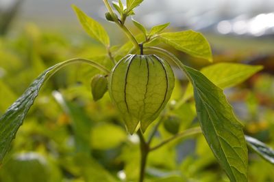 Physalis peruviana ripening on the plant, also known as cape gooseberry and golden berry