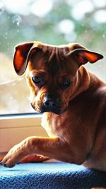 Close-up portrait of a dog