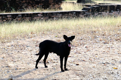 Portrait of dog on grass