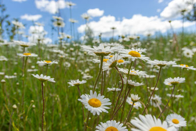 Close-up of white daisy flowers on field