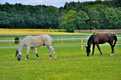 Horse grazing on field