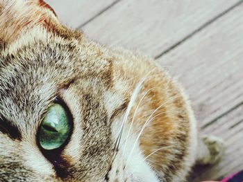 Close-up portrait of a cat