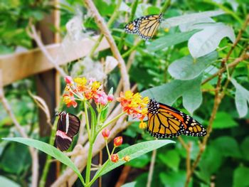 Butterfly pollinating on flower