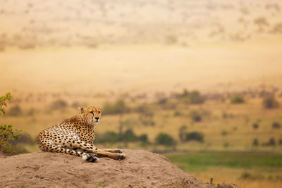 Cat relaxing on a land