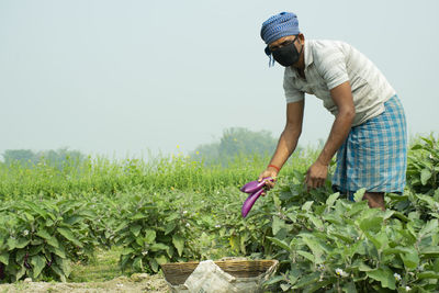 Farmer plucking brinjal at farm wearing mask