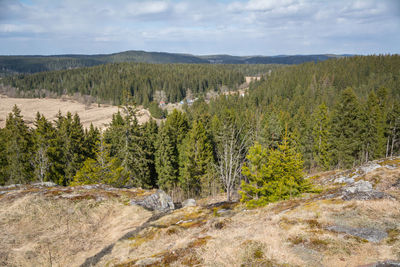 Scenic view of trees in forest against sky
