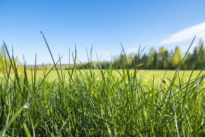 Abstract background of fresh green grass and sun rays. beautiful natural landscape 